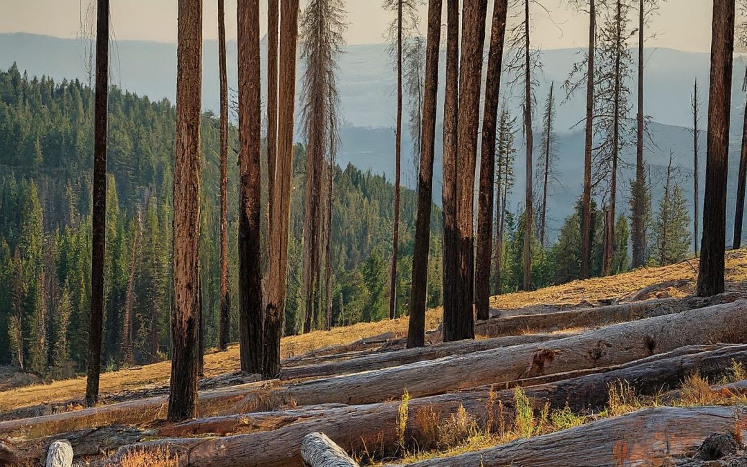 New Project: Fire Resiliency in Two Idaho National Forests