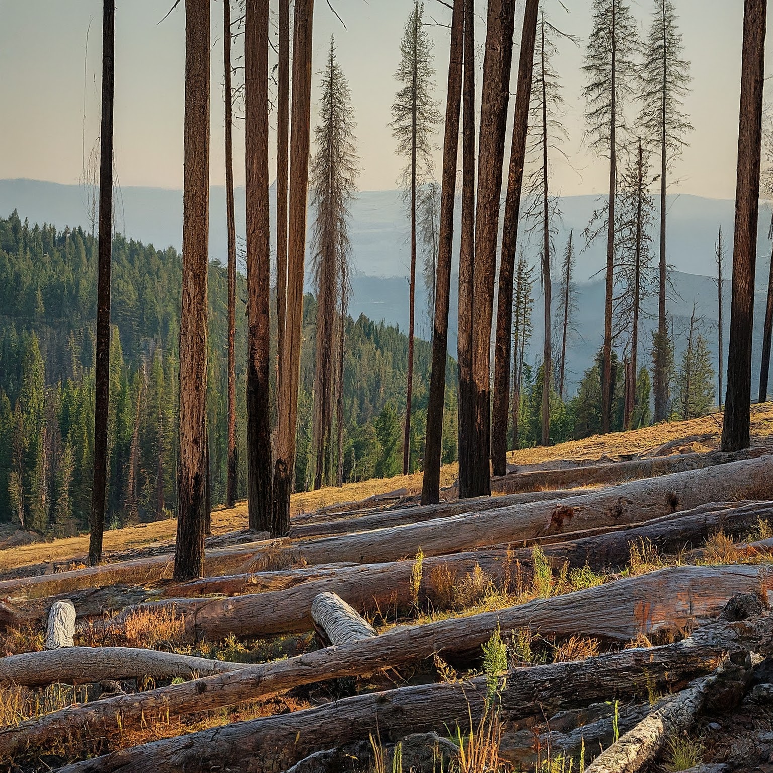 New Project: Fire Resiliency in Two Idaho National Forests | Allman ...